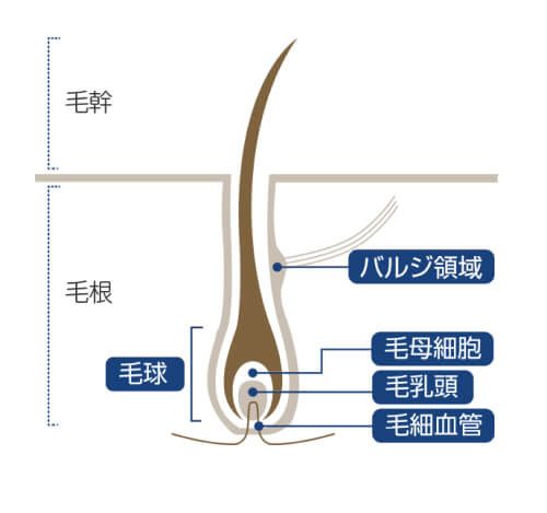 発毛のメカニズムと体毛の構造02