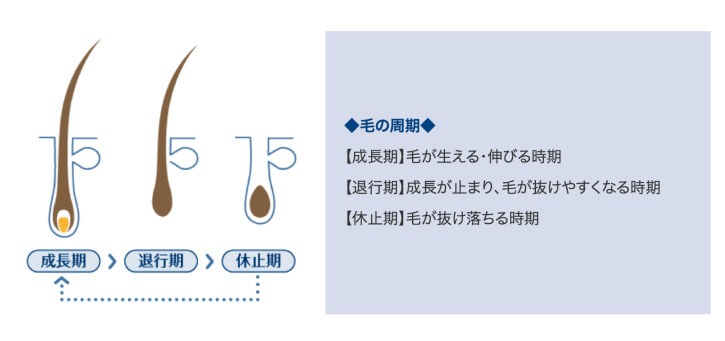 発毛のメカニズムと体毛の構造01